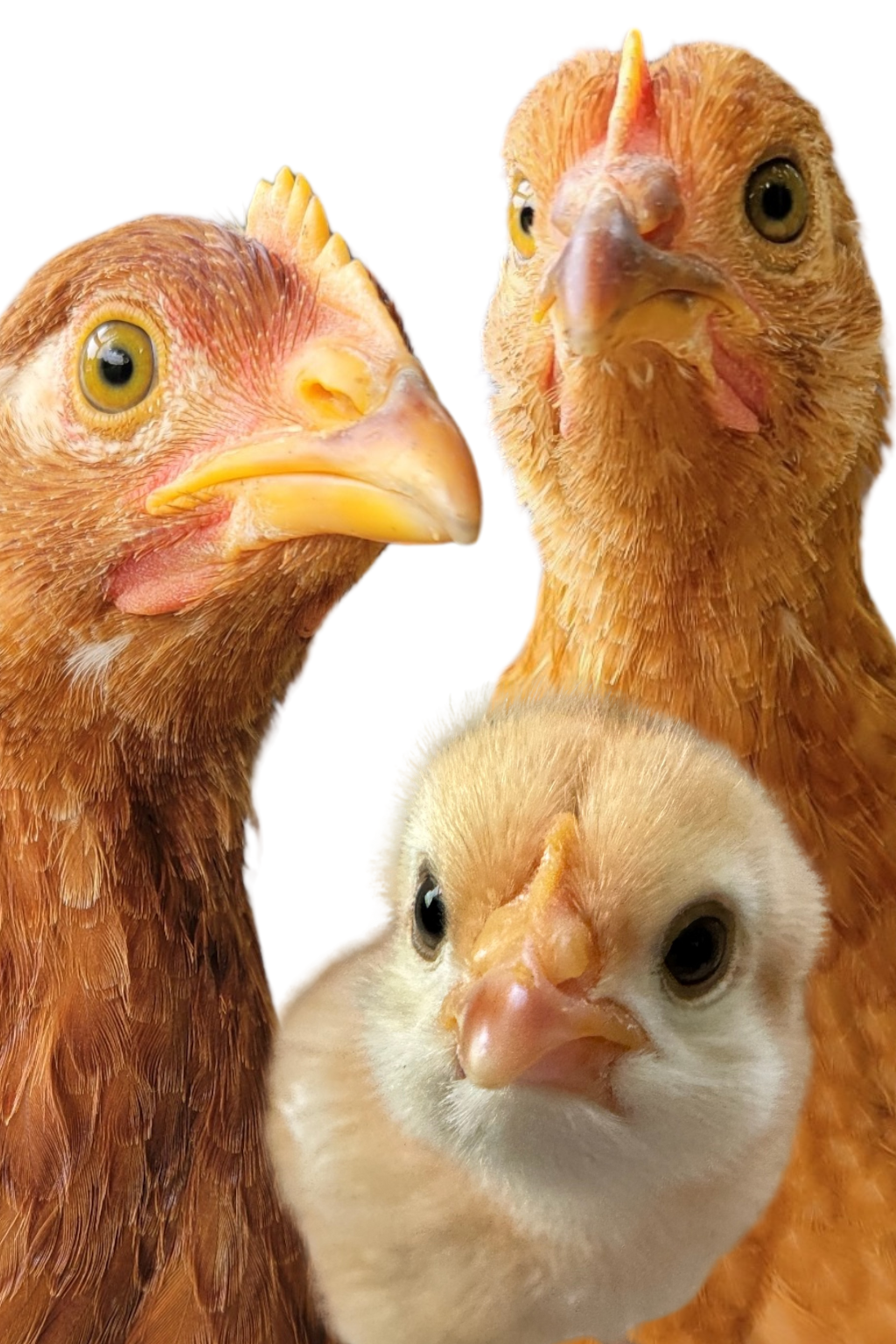 Happy chickens looking at camera
