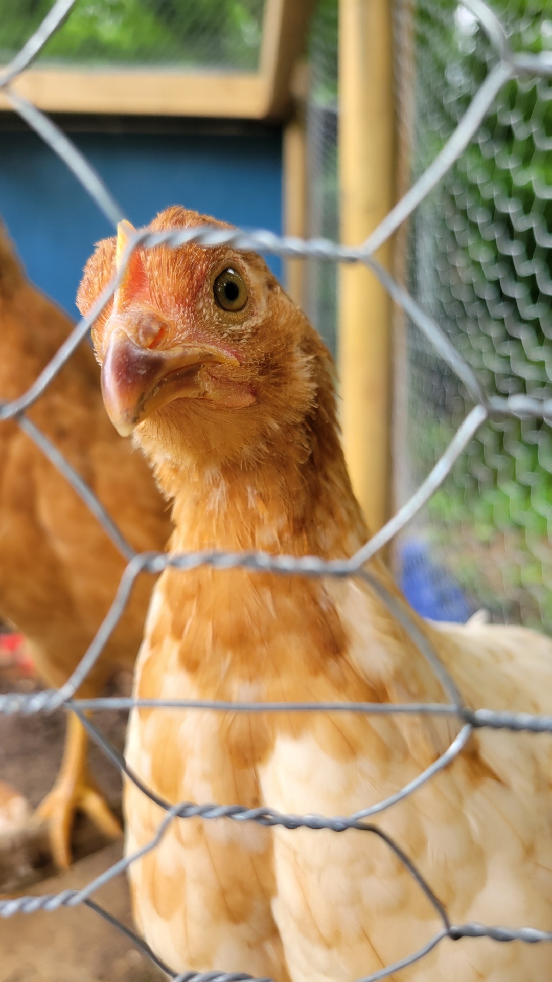 Close-up of a beautiful orange chicken